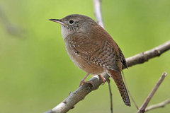 House Wren